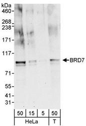NBP1-28727 - BRD7