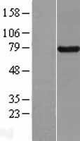 NBL1-08024 - BRD7 Lysate