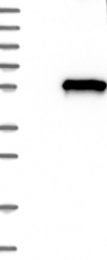 NBP1-88355 - BRF2 / TFIIIB50
