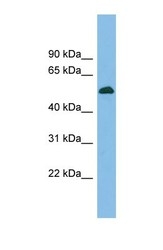 NBP1-57522 - BRUNOL5 / CELF5