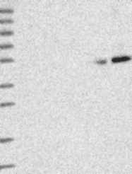 NBP1-89931 - BRUNOL5 / CELF5