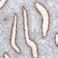 NBP1-84644 - BSDC1