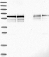 NBP1-84644 - BSDC1