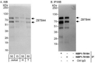 NBP1-78184 - BTBD15 / ZBTB44