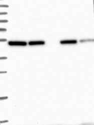 NBP1-84214 - BTBD3