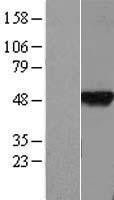 NBL1-08042 - BTBD6 Lysate