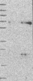 NBP1-86132 - BTG1