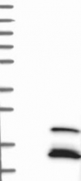 NBP1-81215 - BTG2