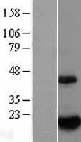 NBL1-08048 - BTG2 Lysate