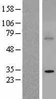 NBL1-08049 - BTG3 Lysate