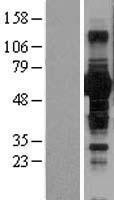 NBL1-08051 - BTN1A1 Lysate