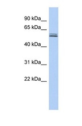 NBP1-62371 - BTN2A1
