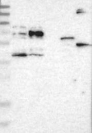 NBP1-88504 - BTN2A1