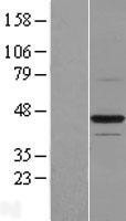 NBL1-08052 - BTN2A1 Lysate