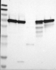 NBP1-88509 - BTN3A3