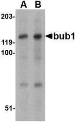 NBP1-77287 - BUB1A
