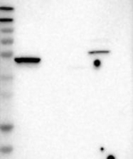 NBP1-83285 - BVES