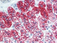 NBP1-50485 - Bcl-2-like 8