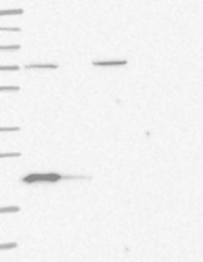 NBP1-88698 - Bcl-2-like 8