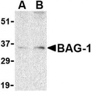 NBP1-76714 - BAG1