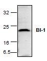 NBP1-45386 - Bax inhibitor 1