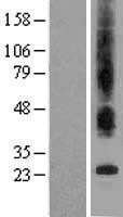 NBL1-16807 - Bax inhibitor 1 Lysate