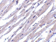 NBP1-76668 - Bcl-2-like 13