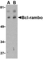 NBP1-76668 - Bcl-2-like 13