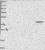 NBP1-90002 - Bcl-2-like 13
