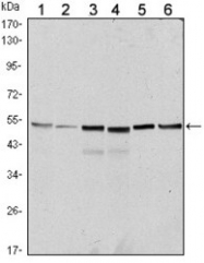 NBP1-51524 - Bcl-10