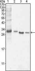 NBP1-51524 - Bcl-10