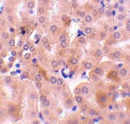 NBP1-76715 - Bcl-2-like 5