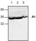 NBP1-45327 - Bcl-2-like 5