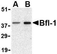 NBP1-76406 - Bcl-2-like 5
