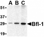 NBP1-76715 - Bcl-2-like 5