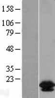 NBL1-07950 - Bcl2L2 Lysate