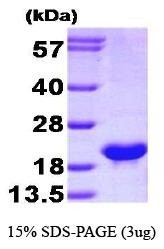 NBP1-37073 - Bcl-2-like 2