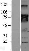 NBL1-07951 - Bcl6 Lysate
