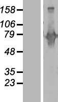 NBL1-07967 - Begain Lysate