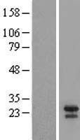 NBL1-07979 - Bid Lysate