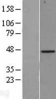 NBL1-07973 - Biglycan Lysate