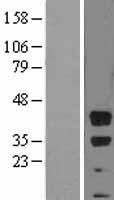 NBL1-07997 - Bmi1 Lysate