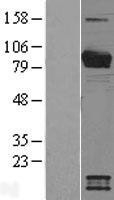 NBL1-12635 - Breast cancer suppressor candidate 1 Lysate