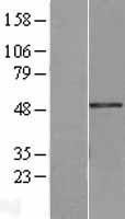 NBL1-12636 - Breast cancer suppressor candidate 1 Lysate