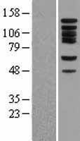 NBL1-08056 - Bub1 Lysate