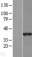 NBL1-08058 - Bub3 Lysate