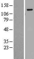NBL1-08057 - BubR1 Lysate