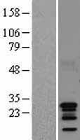 NBL1-08095 - C11orf17 Lysate