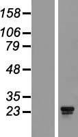 NBL1-08096 - C11orf17 Lysate