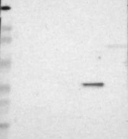NBP1-84069 - DNAAF2 / KTU